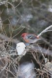 Pine Grosbeak, Pinicola enucleator