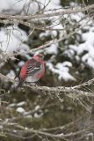 Pine Grosbeak, Pinicola enucleator