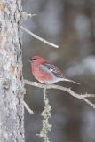 Pine Grosbeak, Pinicola enucleator