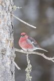 Pine Grosbeak, Pinicola enucleator