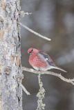 Pine Grosbeak, Pinicola enucleator