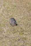 Nine-banded Armadillo, Dasypus novemcinctus