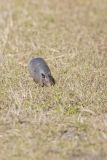 Nine-banded Armadillo, Dasypus novemcinctus