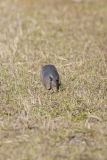 Nine-banded Armadillo, Dasypus novemcinctus