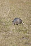 Nine-banded Armadillo, Dasypus novemcinctus