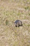 Nine-banded Armadillo, Dasypus novemcinctus