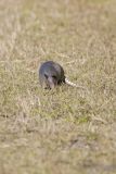 Nine-banded Armadillo, Dasypus novemcinctus