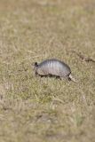 Nine-banded Armadillo, Dasypus novemcinctus