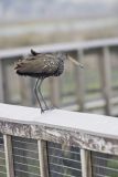 Limpkin, Aramus guarauna