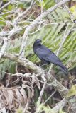 American Crow, Corvus brachyrhynchos