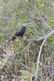 American Crow, Corvus brachyrhynchos