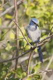 Florida Scrub Jay, Aphelocoma coerulescens