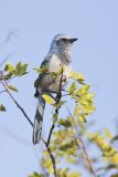 Florida Scrub Jay, Aphelocoma coerulescens