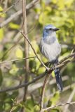 Florida Scrub Jay, Aphelocoma coerulescens
