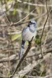 Florida Scrub Jay, Aphelocoma coerulescens