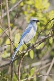 Florida Scrub Jay, Aphelocoma coerulescens