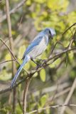 Florida Scrub Jay, Aphelocoma coerulescens