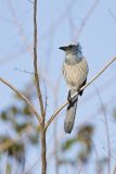Florida Scrub Jay, Aphelocoma coerulescens