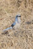 Florida Scrub Jay, Aphelocoma coerulescens
