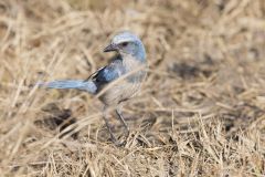 Florida Scrub Jay, Aphelocoma coerulescens