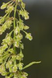 Great Water Dock, Rumex britannica