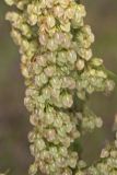 Great Water Dock, Rumex britannica