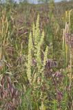 Great Water Dock, Rumex britannica