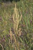 Great Water Dock, Rumex britannica