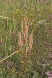 Great Water Dock, Rumex britannica