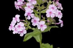 Summer Phlox