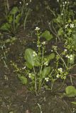 Upright Burhead, Echinodorus berteroi
