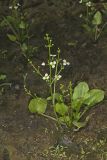 Upright Burhead, Echinodorus berteroi