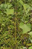 Upright Burhead, Echinodorus berteroi