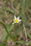 Crowpoison, Nothoscordum bivalve