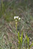 Crowpoison, Nothoscordum bivalve