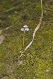 Harbinger of Spring, Erigenia bulbosa