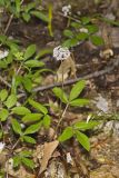 Dwarf Ginseng, Panax trifolius
