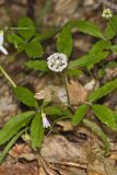 Dwarf Ginseng, Panax trifolius