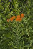 Butterfly Weed, Asclepias tuberosa