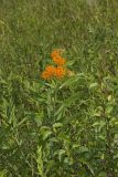 Butterfly Weed, Asclepias tuberosa