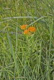 Butterfly Weed, Asclepias tuberosa