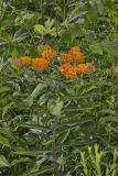 Butterfly Weed, Asclepias tuberosa