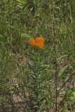 Butterfly Weed, Asclepias tuberosa