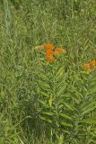Butterfly Weed, Asclepias tuberosa