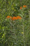 Butterfly Weed, Asclepias tuberosa
