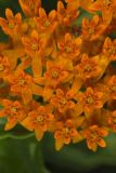 Butterfly Weed, Asclepias tuberosa