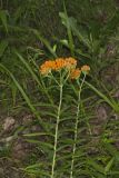 Butterfly Weed, Asclepias tuberosa