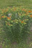 Butterfly Weed, Asclepias tuberosa