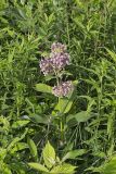 Common Milkweed, Asclepias syriaca