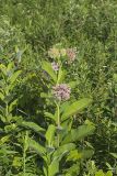 Common Milkweed, Asclepias syriaca